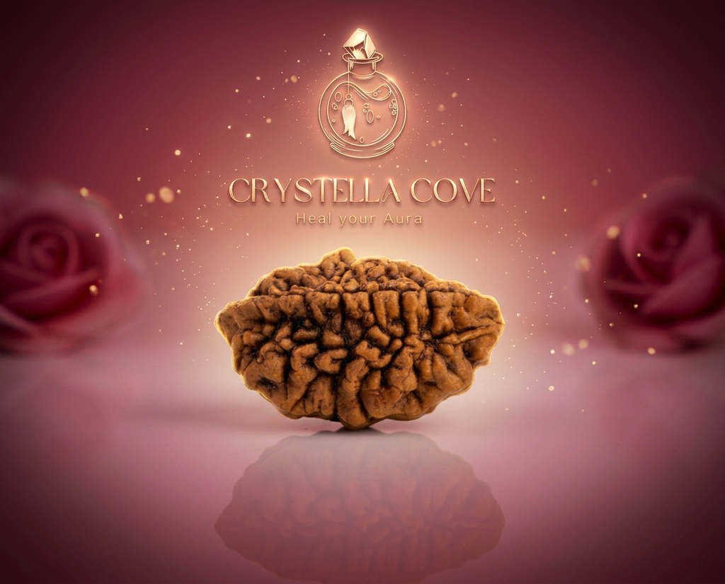 Natural 2 Mukhi Rudraksha Beads