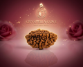 Natural 2 Mukhi Rudraksha Beads