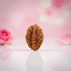 Natural 2 Mukhi Rudraksha Beads