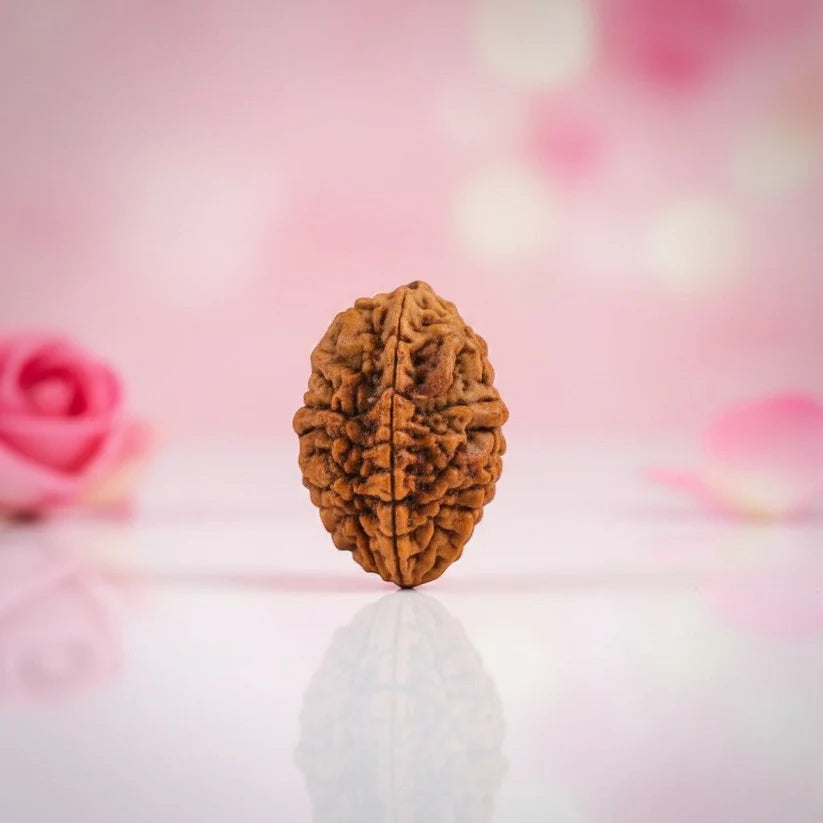 Natural 2 Mukhi Rudraksha Pendant-Silver (92.5)