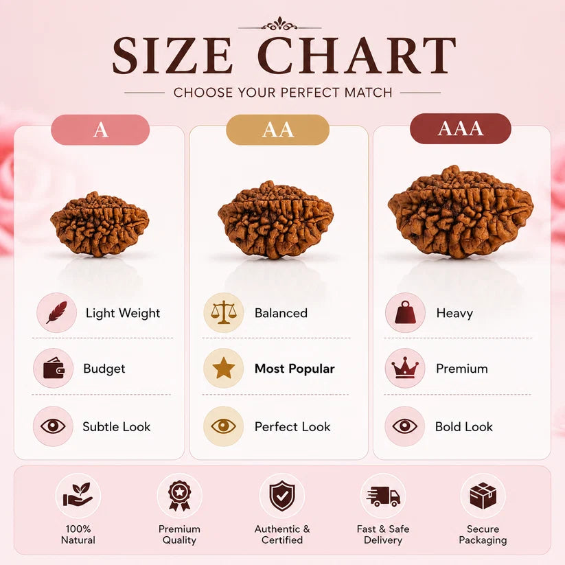 Natural 2 Mukhi Rudraksha Beads